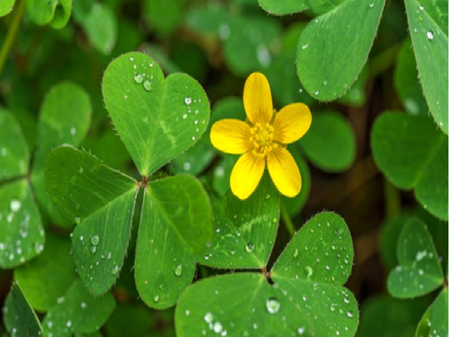 चांगेरी गवत म्हणजे गुणांचा खजिना