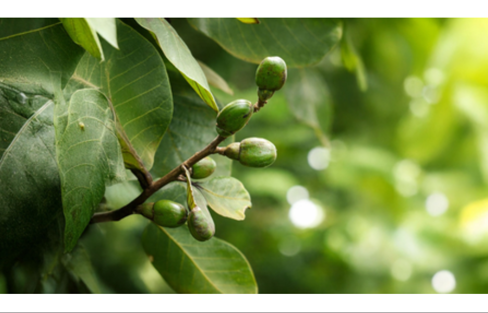 भिलावा: पचन, त्वचा आणि सांधेदुखीवर गुणकारी, पण काळजी गरजेची