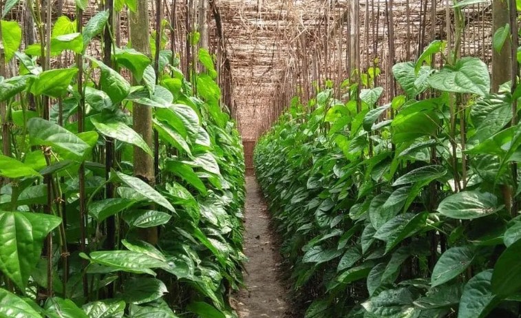 पोटाच्या तक्रारींवर रामबाण उपाय; औषधी गुणांनी परिपूर्ण ‘देसावरी पान’