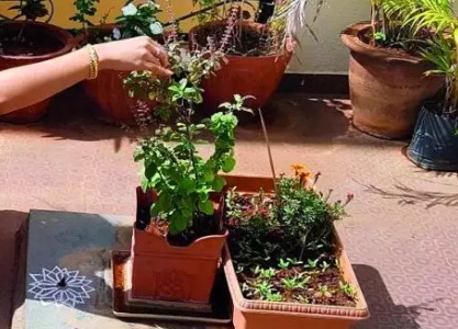 सकाळी तुळशीला पाणी घालणे का महत्त्वाचे?