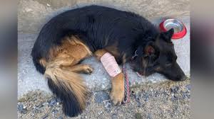 पायाला गोळी लागली; पण ‘टायसन’ने किश्तवारमध्ये दहशतवाद्यांना हुडकलेच