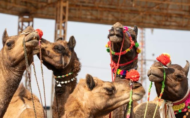 आकर्षक दिसण्यासाठी उंटांना केला बनावट मेक-अप