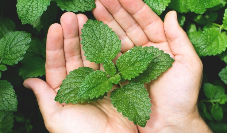 उन्हाळ्यात पुदीना देईल थंडावा! पोटातील उष्णता करेल कमी