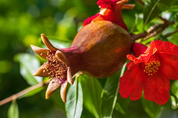 डाळिंबाच्या फुलात दडलाय आरोग्याचा खजिना! मधुमेह नियंत्रित करण्यासाठी होते मदत