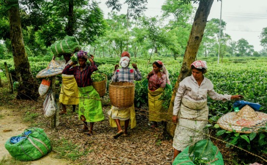 भारतीय चहाच्या निर्यातीवर मोठा परिणाम