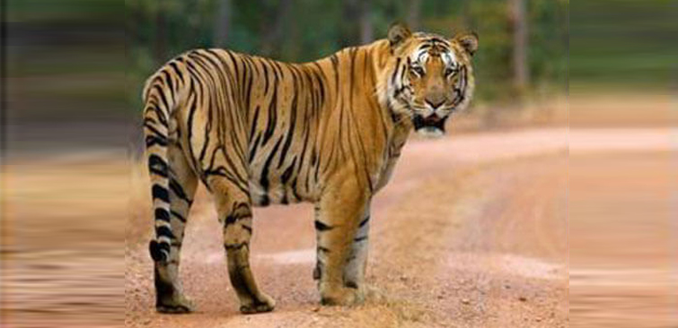 कान्हा व्याघ्र प्रकल्पात भटक्या कुत्र्यांमुळे ५ वाघ मेले
