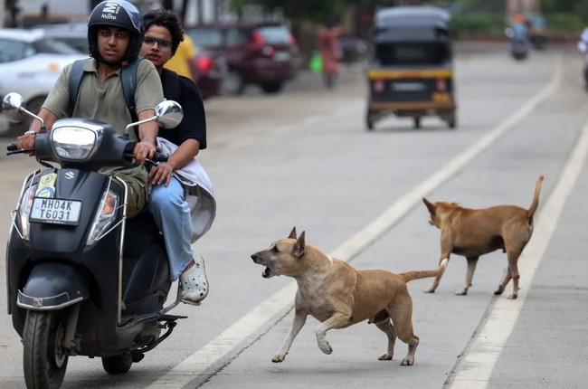 सार्वजनिक ठिकाणांवरून भटक्या कुत्र्यांना हटवा!