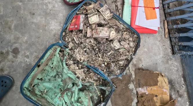 वाळवीने पैसे खाल्ले! १ कोटींच्या नोटा फस्त