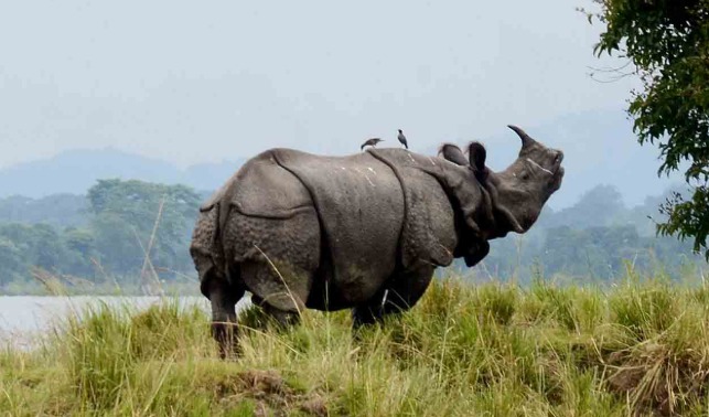 काझीरंगाभोवतीचा १० किमी संवर्धन पट्टा घटवण्याचा सरकारचा प्रस्ताव