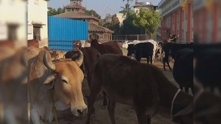आता उत्तर प्रदेशमध्ये गोमूत्राची १० रुपये प्रतिलिटर दराने खरेदी